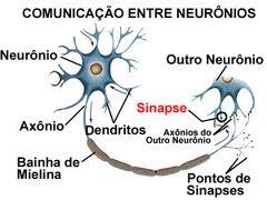 Ocorre uma gradativa especialização dos neurônios juvenis, sua agregação e a formação dos circuitos neurais.