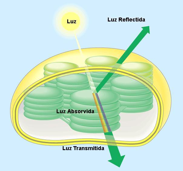 RADIAÇÃO SOLAR E