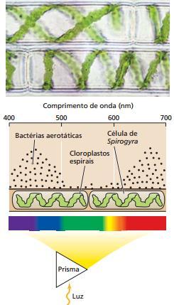 Espectro de ação da luz Radiação fotossinteticamente ativa (RFA ou PAR): é a radiação absorvida pelas plantas e utilizada na
