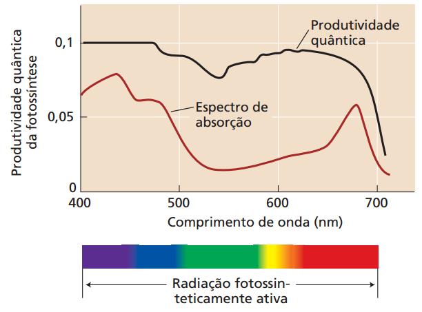 Eficiência Quântica X Eficiência Energética Eficiência Quântica da fotossíntese ~ 100% Eficiência Energética da