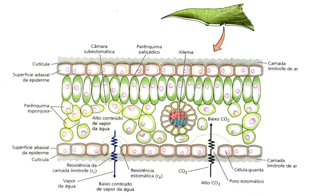 ANATOMIA