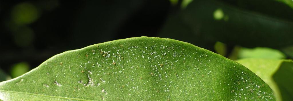 1 Sinal da presença da praga em folha de citrinos. 1.2. Cochonilha algodão (Planococcus citri) A cochonilha algodão (Fig.