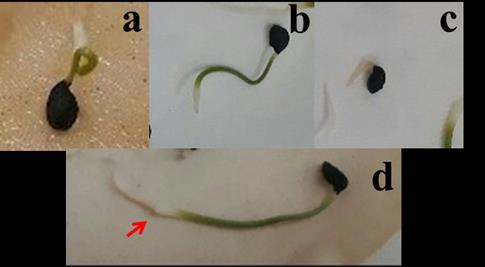 Figura 2- Gráfico da média de sementes germinadas de Allium cepa em função da exposição ao Controle Negativo (CN) e aos extratos de T.