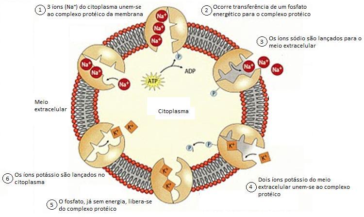 B) Transporte ativo Bomba de sódio-potássio -
