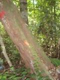 De acordo com Plantamed (2008), é conhecida no Brasil como casca-domaranhão, canela-cheirosa, folha-preciosa, amapaína, pereforá, pau-cheiroso, pau-rosa, entre outros nomes, e é utilizada como