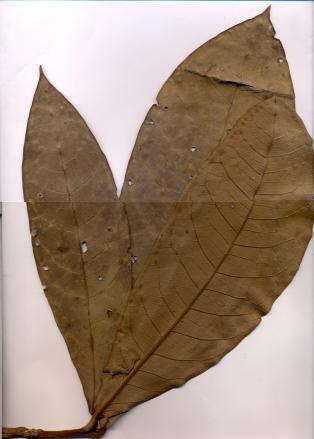 42 Endlicheria bracteatamez É conhecida na área de estudo como louro-peludo. De acordo com Ribeiro et al.
