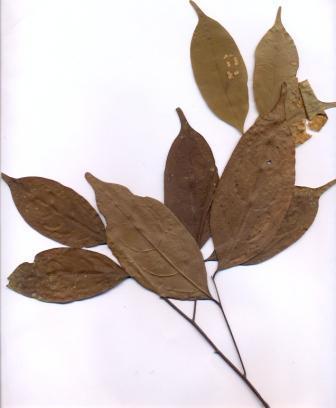 canelilla Endlicheria