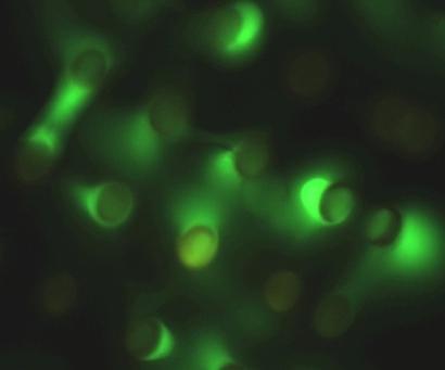 Este resultado indica que os microambientes produzidos são compatíveis com o crescimento da célula MCF-7, uma vez que se pode observar o crescimento de algumas células próximas as estruturas.