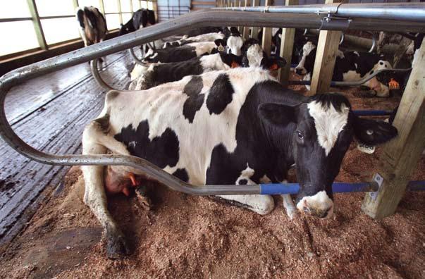 Impacto da produção animal 1 Kg de carne é necessário gastar 2.000 a 15.