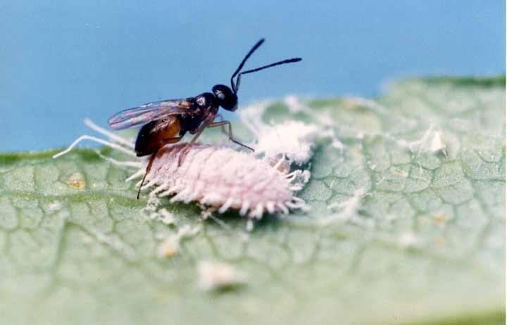 COCHONILHAS Parasitoide de Planococus citri Leptomastix dactylopii pequena vespa cor de mel originária do