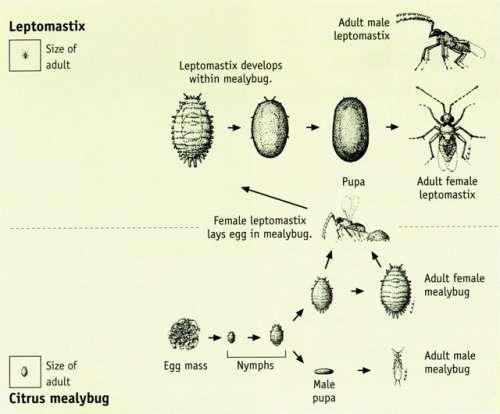 Depois da eclosão a larva do parasitoide alimenta-se do interior da cochonilha, faz várias mudas a faz a