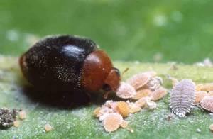 Cryptolaemus montrouzieri esta joaninha tem cerca de 4mm é preta com cabeça laranja/vermelha. A fêmea deposita os ovos junto às colonias de cochonilha.