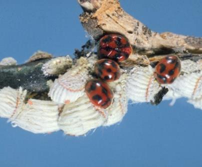 Cochonilha Icéria COCHONILHAS Icerya purchasi (Maskell, 1879) Hemipetera: Margarodidae