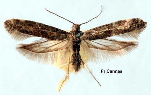 Ordem Lepidoptera Família Hyponomeutidae Espécie Prays citri (Millière) TRAÇA do LIMOEIRO Estados de desenvolvimento: