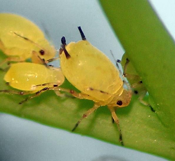 AFÍDEOS Aphis spiraecola a forma aptera é verde ou verdeamarelada. Os sifões e a cauda são escuros.