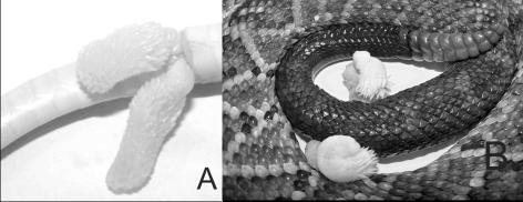 Figura 4. Boa constrictor: te testículo esquerdo, int intestino, rie rim esquerdo (adaptado de Gomes et al.