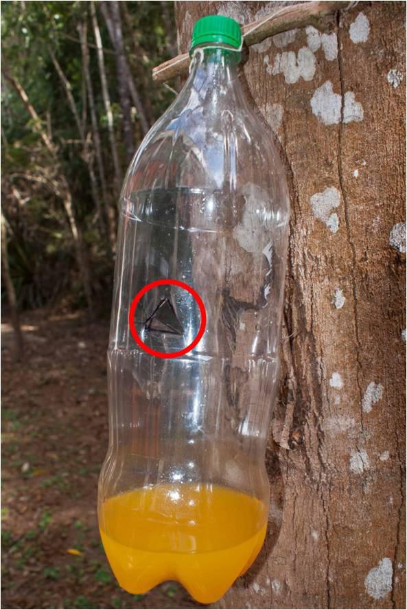 Sociobiology 62(3): 450-456 (September, 2015) 453 of the environment where it is to be used, the place where the bottle is put should be directed to the region that receives the most light during the