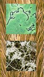 Contribuição da macrofauna e microrganismos do solo Apresentação das principais classes Bactérias Fungos - junto com os fungos, é o mais importante grupo na decomposição da matéria orgânica do solo.