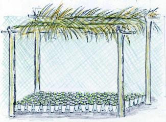 Proteção para as mudas Antes de fazer a semeadura, é preciso fazer uma cobertura de palha no viveiro, com 1,80 metro de altura, para proteger as mudas de muita luz do sol.