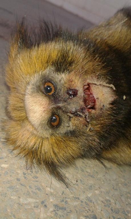 O impacto sobre os primatas Sagui-da-serra (Callithrix flaviceps) Barbado ou buigio