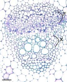 Figuras 6.5 e 6.6 - Seções transversais do caule de erva-doce (Pimpinella). 6.5 - Feixe colateral com xilema (X) e floema (F).