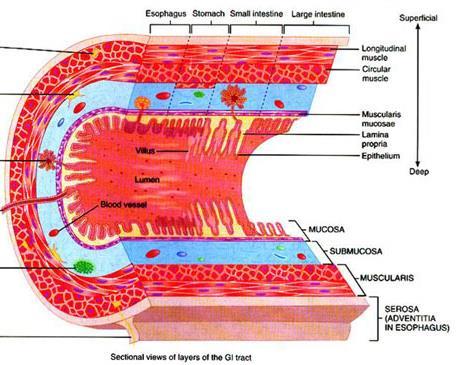 Intestino delgado Superficial Profundo