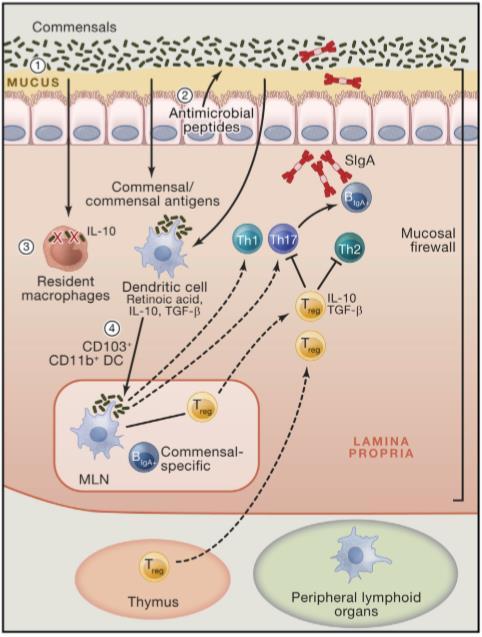 Barreiras mucosas que limitam a entrada de comensais nos tecidos 1 2 Muco: produzido por células caliciformes; barreira viscosa que limita o contato entre microbiota e mucosa Peptídeos