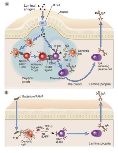 Ativação de linfócitos B e diferenciação em plasmócitos secretores de IgA Ativação