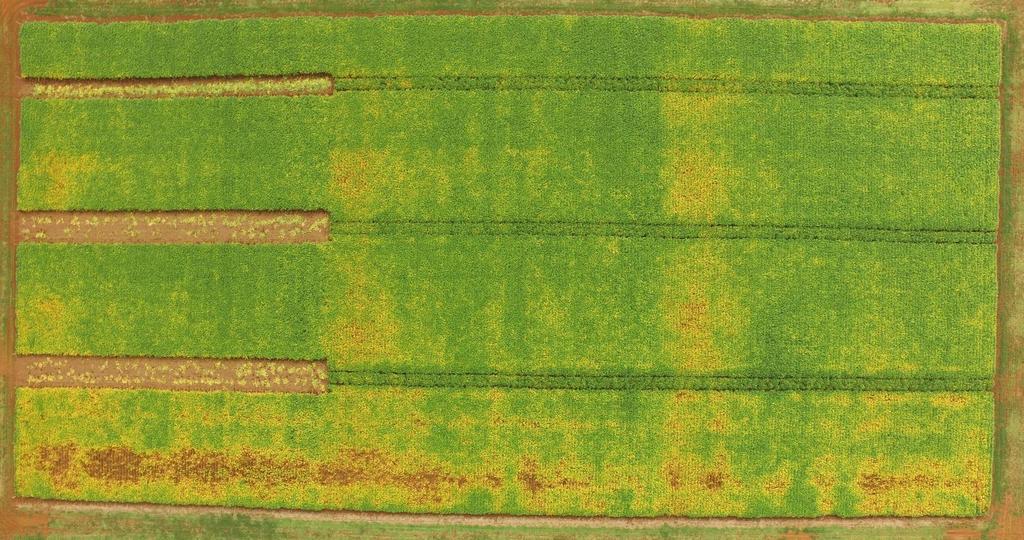 Protocolo: Manejo Adubação CAD Adubação Fosfatada Anual na Soja (Kg/ha Superfosfato Simples) Sulco Plantio