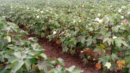 Hoje, para alguns, a resposta a fertilizantes está maiores que no tempo atrás!!! Estudo de Caso 1: 2 Kg/ha de N até os 61 DAE!