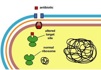 Mecanismos bioquímico-fisiológicos de resistência aos antimiccrobianos Alteração no alvo de ligação do fármaco Geralmente resulta de mutações no cromossomo bacteriano => síntese de proteínas