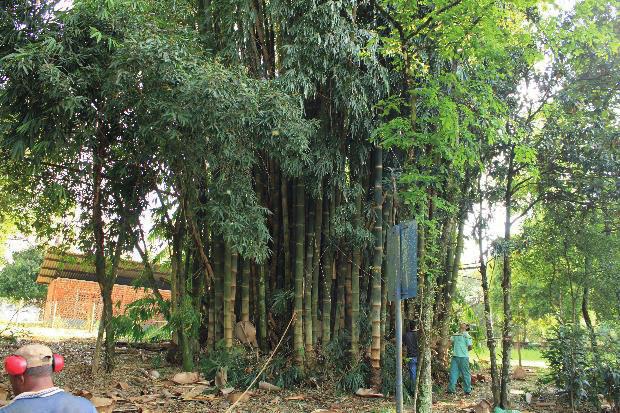 O Brasil tem um grande potencial de cultivo de bambus, pois os mesmos se adaptam com facilidade no clima e o solo.