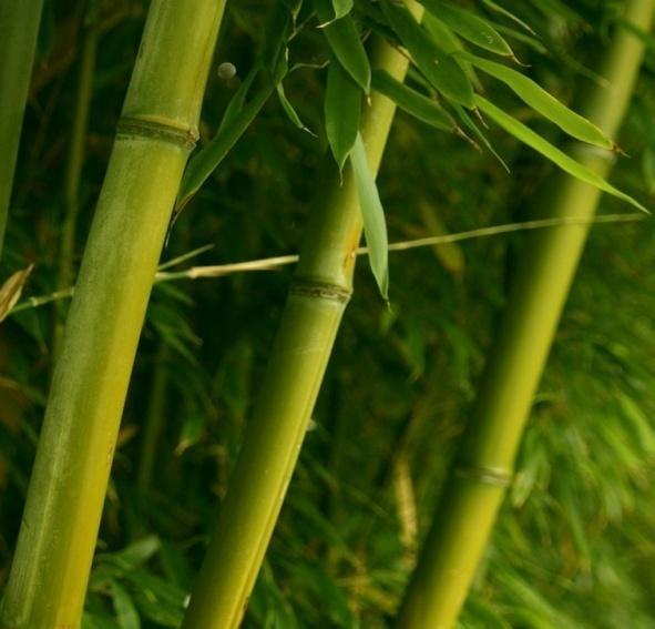 Introdução As regiões do estado de São Paulo apresentaram, em dezembro de 2011, estabilidade de preços em relação ao mês de novembro para a maior parte de seus produtos florestais in natura e