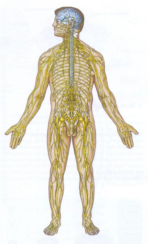 CAPÍTULO 1 1. SISTEMA NERVOSO 1.1 O SISTEMA NERVOSO PERIFÉRICO Os nervos periféricos (Figura 1.1) conectam as extremidades e tronco com a medula espinhal.