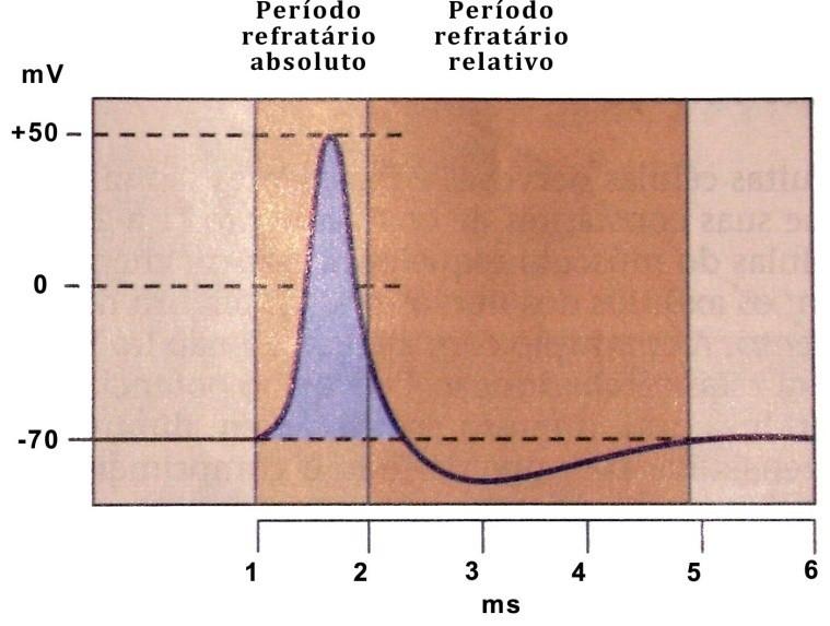 de, aproximadamente, -70 mv (figura 1.6). Isto significa que, quando uma célula está refratária, ela é incapaz de disparar um segundo potencial de ação, seja qual for a intensidade da estimulação.