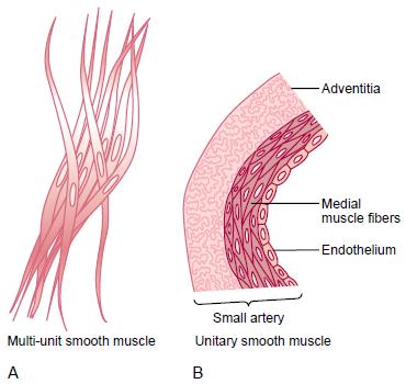 36 1 INTRODUÇÃO 1.1 O músculo liso vascular O músculo liso é dividido em dois tipos principais: o músculo liso multiunitário e o músculo liso de uma só unidade (Figura 1).