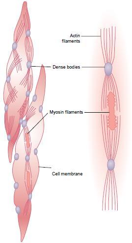 38 FIGURA 2 Estrutura física do músculo liso. Os filamentos de actina irradiam-se dos corpos densos.