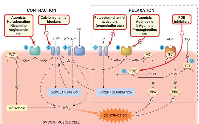 40 A complexidade dos mecanismos de controle e interações explica por que os farmacologistas e outros estudiosos ficaram fascinados com o músculo liso, bem como ainda desenvolvem estudos envolvendo