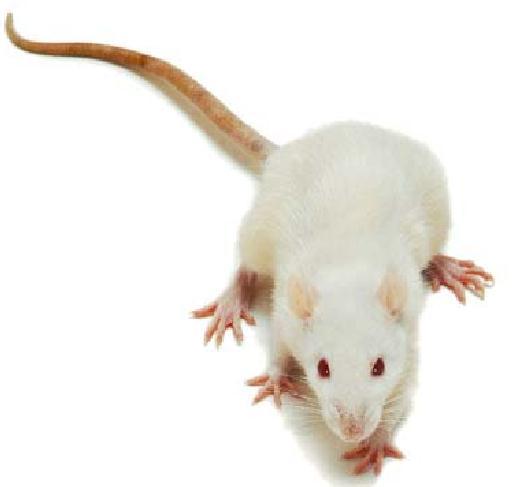 81 3.3 Animais Foram utilizados ratos Wistar machos. Para os experimentos in vitro utilizaram-se animais com idade entre 8 a 10 semanas, pesando de 230 a 280 gramas.