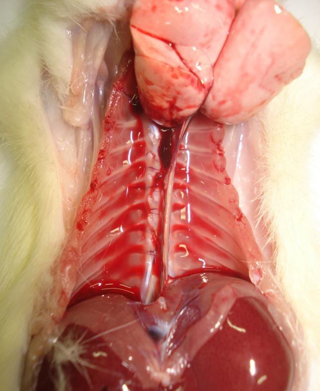 aorta torácica do rato.