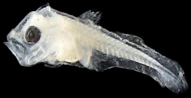 178 Ordem Scorpaeniformes / Família Scorpaenidae 101 Figura 102 - A: Scorpaenodes sp. DZUFRJ 19364; Pré-flexão; CP 2,7 mm. Scorpaenodes sp. Em Scorpaenodes os espinhos da cabeça estão presentes em larvas em pré-flexão (< 3,0 mm).