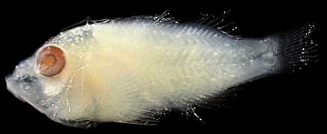 Durante a pré-flexão, nas larvas recém eclodidas, há uma série de aproximadamente 12 melanóforos ao longo da linha média ventral da cauda.