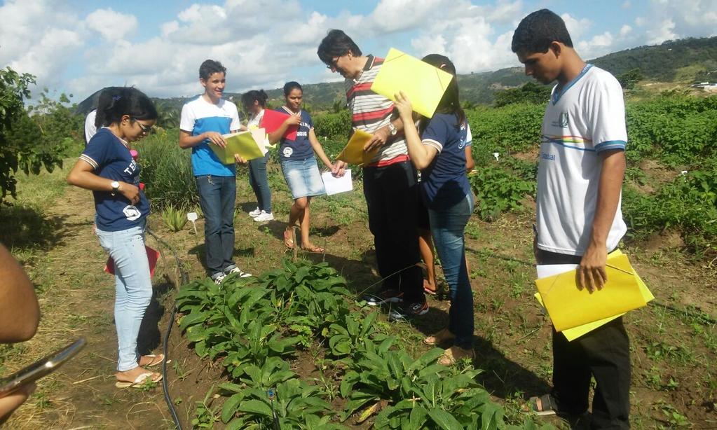 Figura 3 A planta (Symphytum officinale L.) possui aspectos relevantes para alunos do 3º ano EREM.