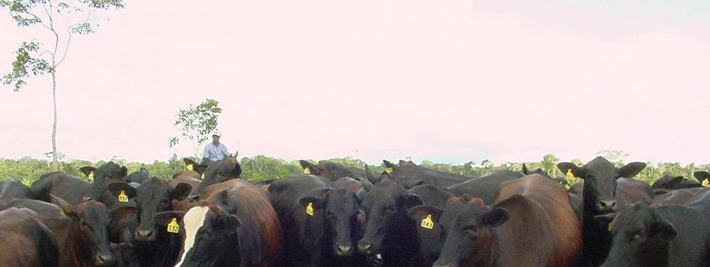 Aumento Potencial das Leguminosas do desempenho para a Produção