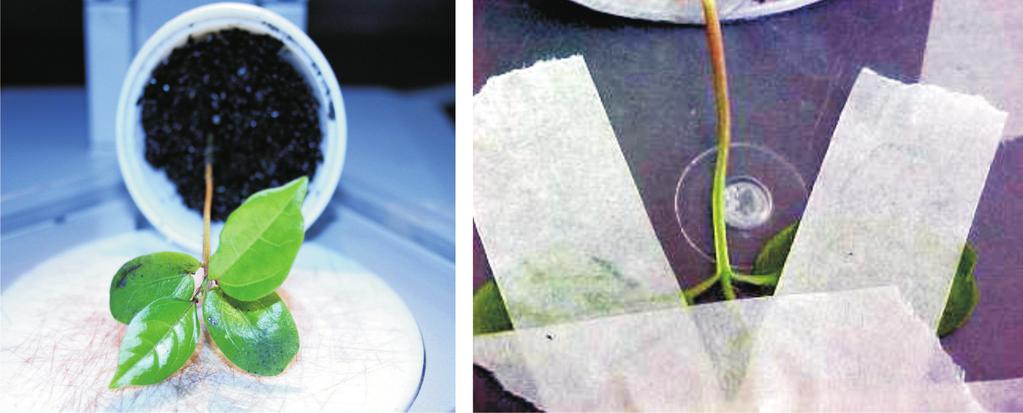14 Microenxertia ex vitro Visando à Eliminação de Vírus em Maracujazeiro As plantas destinadas a serem utilizadas como porta-enxertos, com 5 cm a 7 cm de comprimento, que possuem as folhas