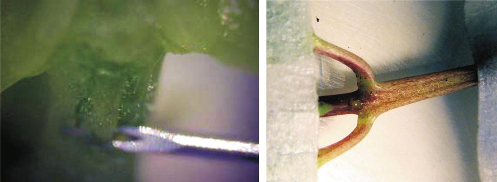 Para a microenxertia hipocotiledonar, realizam-se incisões até a obtenção de uma abertura retangular no caule na altura de aproximadamente 3 cm acima do coleto.