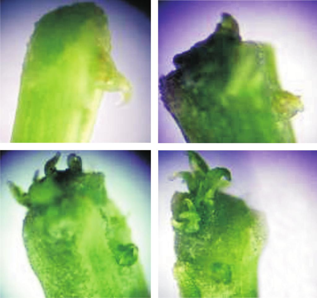 Anexo 3 1 2 3 4 Fotomicrografias ilustrativas da escala de desenvolvimento das brotações adventícias do porta-enxerto na microenxertia em maracujazeiro-azedo utilizada na avaliação aos 15 dias: (1)