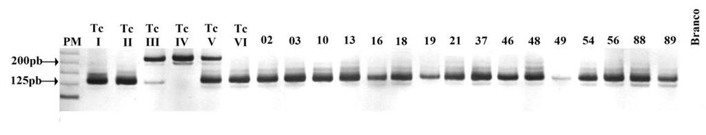 cruzi (TcI, amplificação dos fragmentos 30, 81 e 264pb, perfil correspondente ao haplogrupo mitocondrial A; TcII, fragmentos de 81 e 212pb referentes ao haplogrupo mitocondrial C; TcIII, TcIV, TcV e