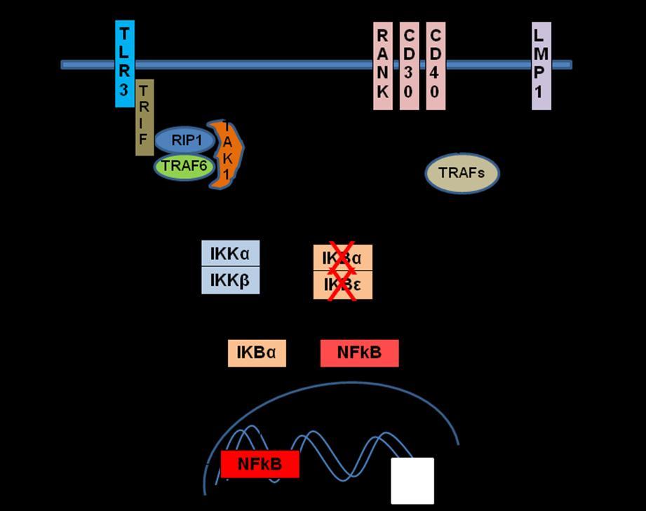 74 Figura 24: Papel alternativo de TLR3 na ativação de NFkB em LHC.