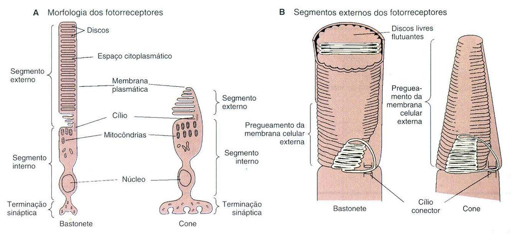 Morfologia dos